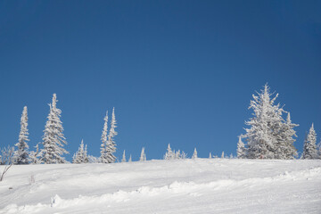 Snowy plain and blue sky. Winter landscape trees in the snow. Place for your text