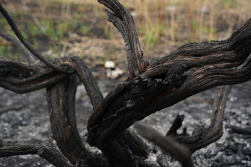 Burnt trees in a forest area after a strong fire.