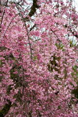 Beautiful spring cherry blossom with fading in to pastel pink and white background.