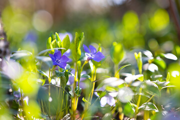 Small violet flowers blooming in spring garden.