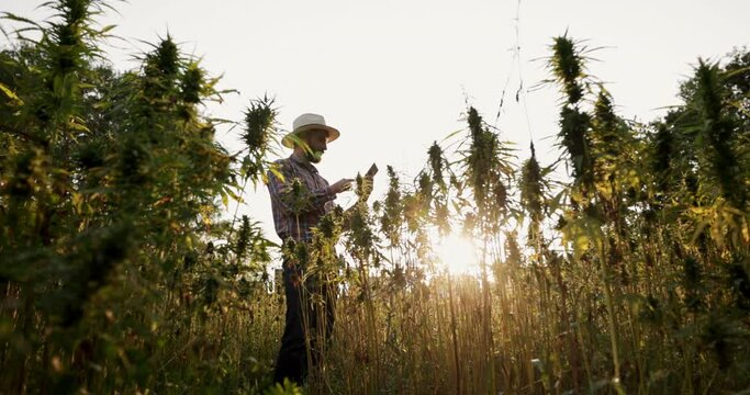 Close up of hemp farmer inspecting cannabis field shot in 4k super slow motion