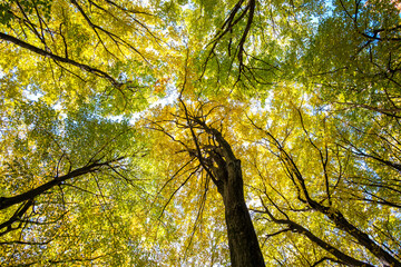 Perspective from down to up view of autumn forest with bright orange and yellow leaves. Dense woods with thick canopies in sunny fall weather.