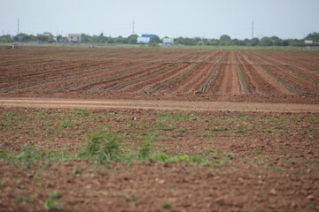 Cultivation of agricultural crops in the field in spring the beginning of the season brown earth young plant background