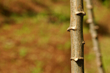 Cassava tree trunks in the garden in the morning