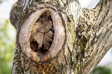 Close up view of old chopped off tree branch. - obrazy, fototapety, plakaty