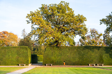 Green and yellow trees in early autumn park.
