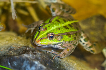 Green frog in nature. Closeup of a frog.