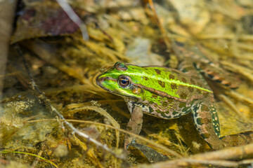 Green frog in nature. Closeup of a frog.