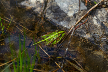 Green frog in nature. Closeup of a frog.
