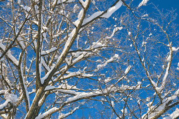 Obraz premium Closeup of tree branches covered with fresh fallen snow in winter forest on cold bright day.