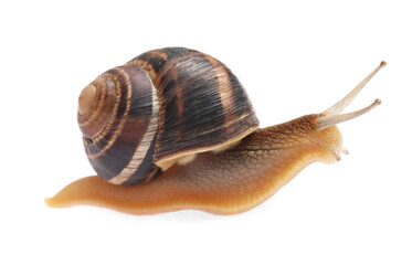 Common garden snail crawling on white background