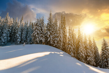 Snow covered pine forest with tall spruce trees landscape in winter mountains at vibrant sunset evening.