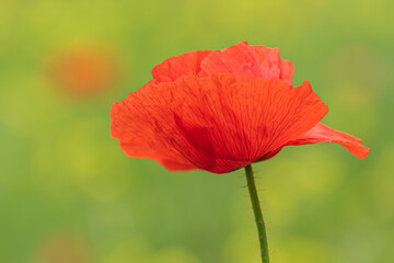 Red poppy flower
