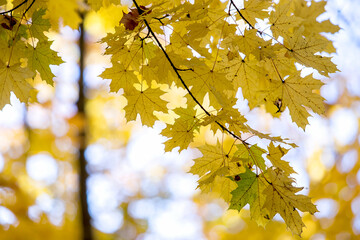 Perspective up view of autumn forest with bright orange and yellow leaves. Dense woods with thick...