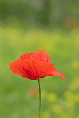 Fototapeta premium Red poppy