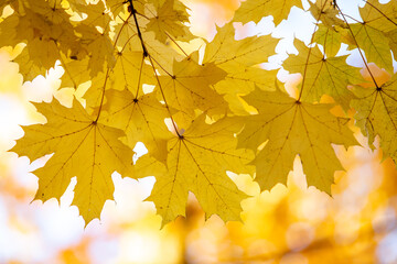 Close up of bright yellow and red maple leaves on fall tree branches with vibrant blurred background in autumn park.