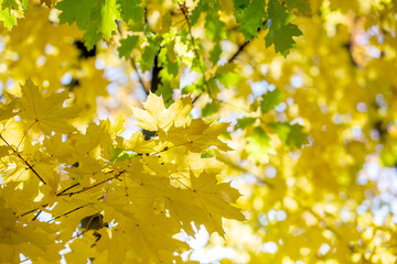 Obraz premium Close up of bright yellow and red maple leaves on fall tree branches with vibrant blurred background in autumn park.