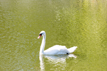 majestic white swan swims in the park