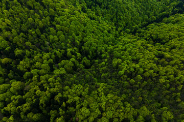 Aerial view of dark mixed pine and lush forest with green trees canopies.