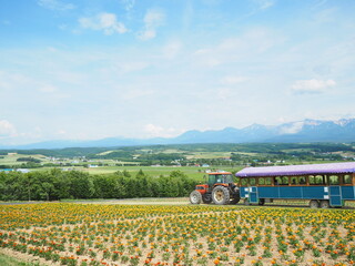 北海道の絶景 春のフラワーランドかみふらの