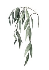 one large branch of willow with leaves on a white background. watercolor isolated object. hand drawing. - obrazy, fototapety, plakaty