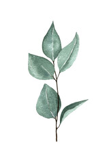 one branch of lilac with leaves on a white background. watercolor hand drawing.