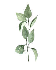 one branch of lilac with leaves on a white background. watercolor hand drawing.