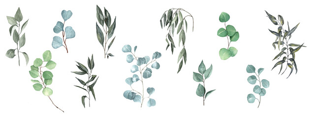 set of branches of eucalyptus lilac willow with leaves on a white background. watercolor hand drawing. © Ekaterina_Art
