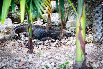 large iguana in natural habitat. iguana in the wild