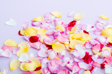 Rose petals on light purple background. Seasonal flowers natural wallpaper