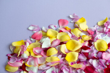 Obraz na płótnie Canvas Rose petals on light purple background. Seasonal flowers natural wallpaper