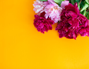 Peonies isolated on vivid yellow background with copy space for your message. Seasonal flowers natural card, wallpaper or poster