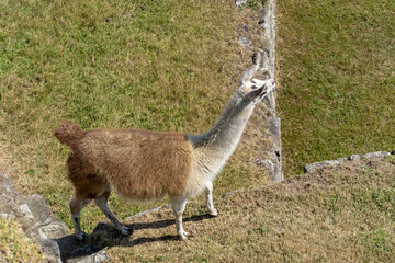 A Llama living in Machu Picchu