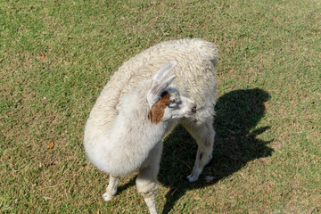A Llama living in Machu Picchu