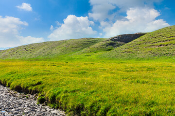 Fototapeta na wymiar Green grassland landscape in Xinjiang.