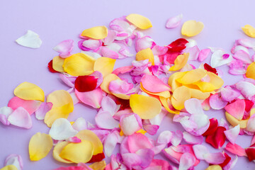 Rose petals on light purple background. Seasonal flowers natural wallpaper