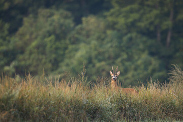 Roebuck - buck (Capreolus capreolus) Roe deer - goat