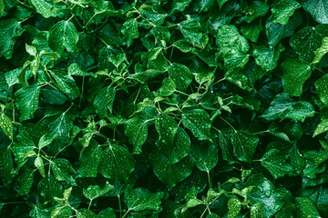 Texture of many fresh beautiful leaves with raindrops. Natural background.