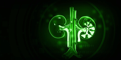 Human kidney anatomy on green background. 3d illustration..
