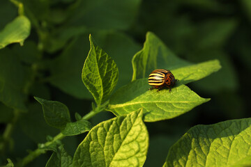 Colorado potato beetle on green plant outdoors, closeup
