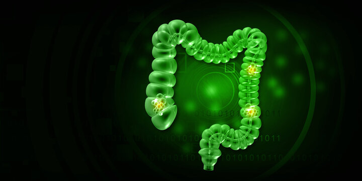 Human colon anatomy on green background. 3d illustration.