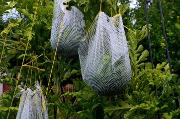 Growing melons cannot do without a support net, which carries the weight of the fruits hanging on a...