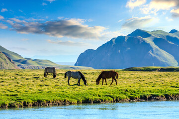 Horses graze on the pasture by the river.the mountain and meadows with horses in the summer...