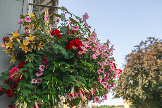 Mixed red, purple, orange and pink flowers eye-catching outdoors hanging flower basket. 