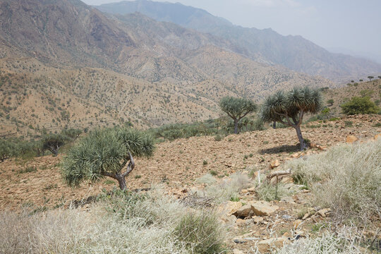 Arid landscape in Afar region, Ethiopia
