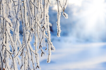 Snow and frost covered tree branches, sunlight peeking through winter forest, defocused bokeh background.