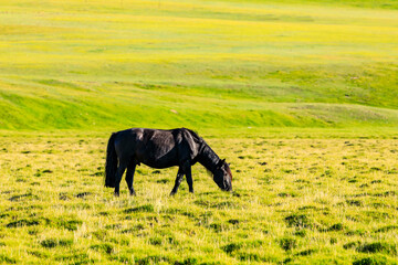 Horses on a summer pasture.