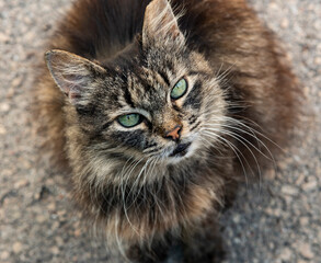 Gray fluffy street cat wants to be friends

