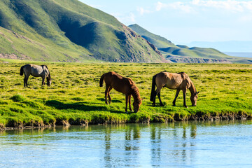 Horses graze on the pasture by the river.the mountain and meadows with horses in the summer pasture,beautiful grassland scenery.