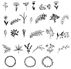 set flowers elements hand drawn